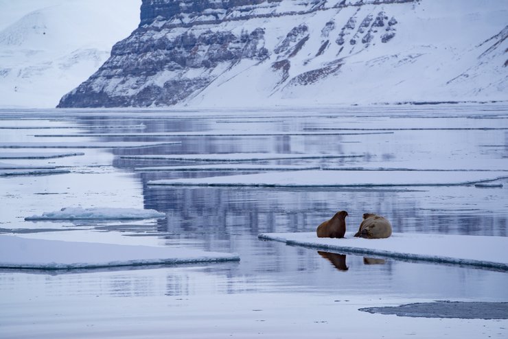 морж арктика