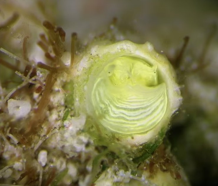 маргарита улитка