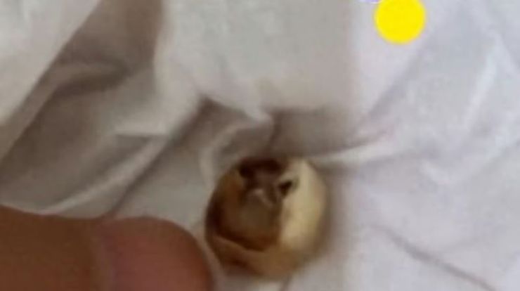 Женщина нашла в пироге неожиданную вещь, сюрприз, находка в супермаркете, скандал, курьезы