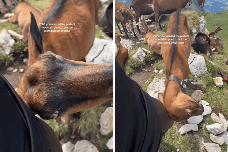 Коза треться головою об туристку на вершині гори в національному парку Гантріш