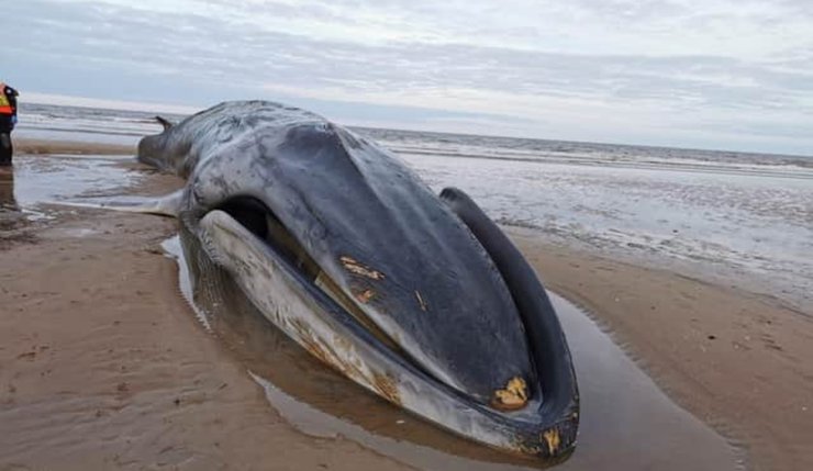 кит выбросился на берег