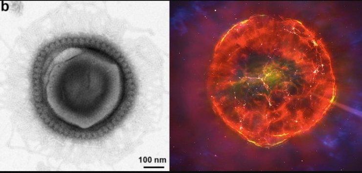 вирус сверхновая