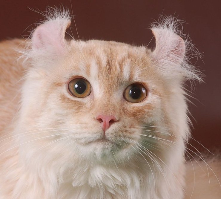 Американский керл, кошка, порода