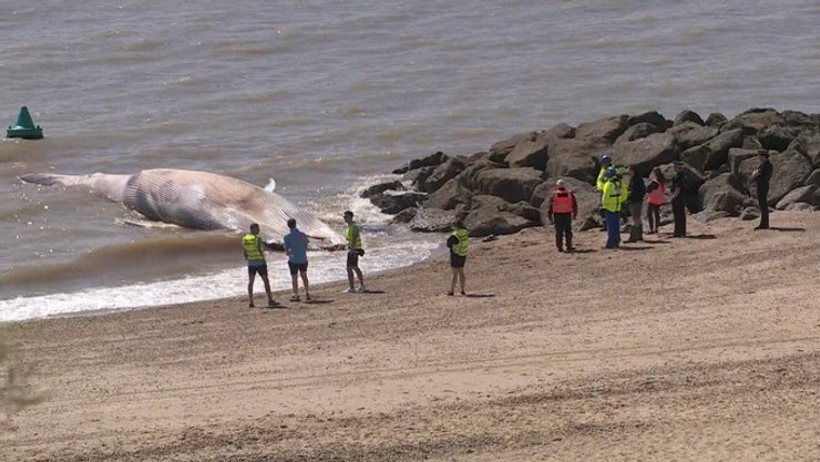 кит, эссекс