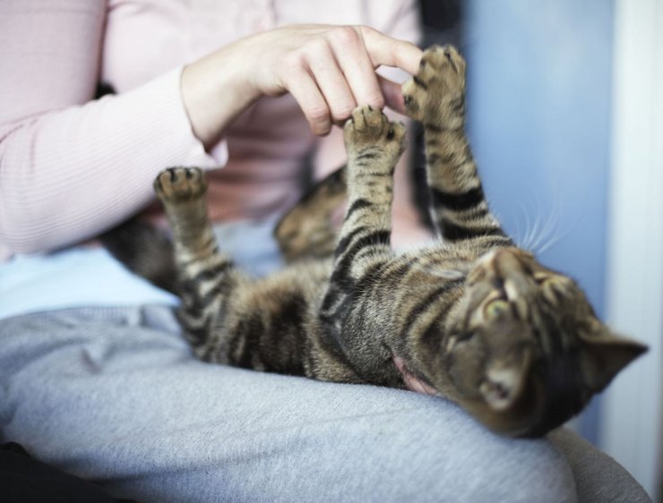 фото, игра с котом