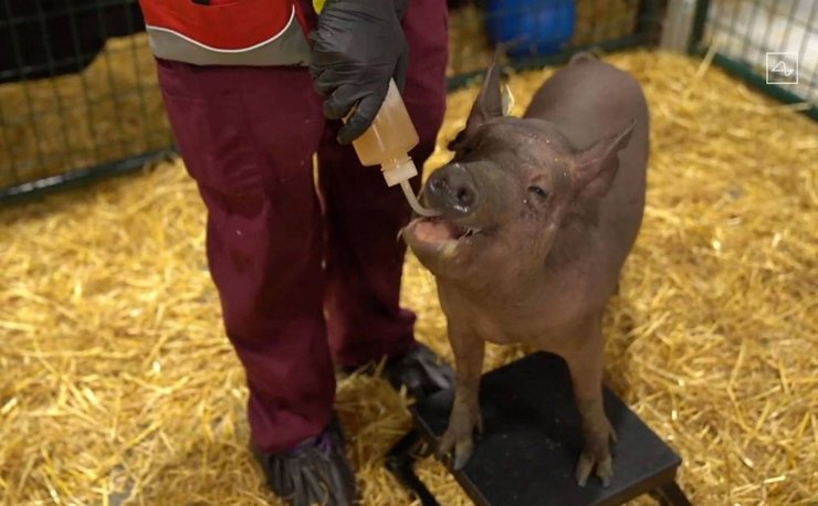 фото, свинья Гертруда