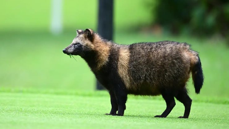 Єнотоподібна собака єнотовидний собака, дивовижні тварини, незвичайні тварини, рідкісні тварини