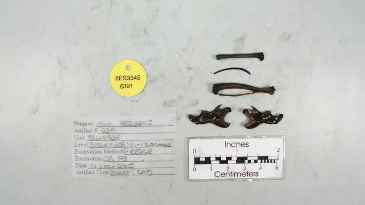 кости останки останки кот находка