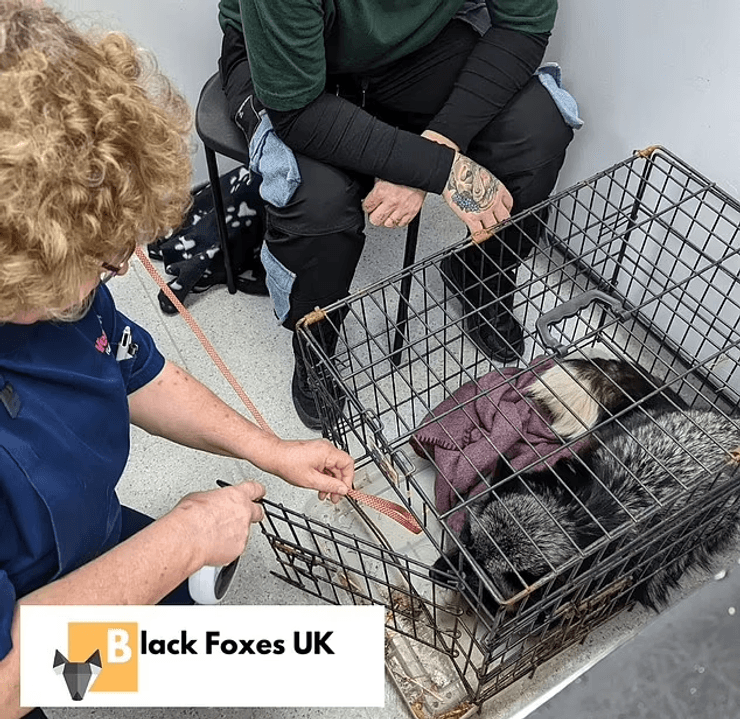 Лиса, черная лиса, серебристая лиса, спасатели, приют, животное,