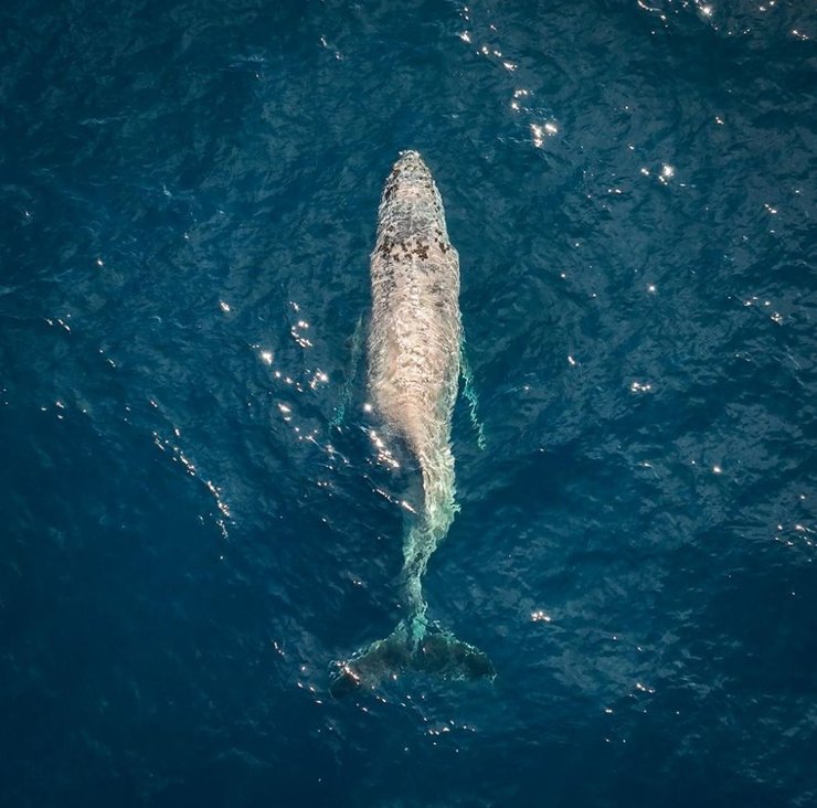 горбатый кит сломанная спина