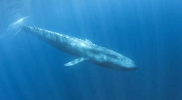 Кити носять своїх мертвих дитинчат на спині.