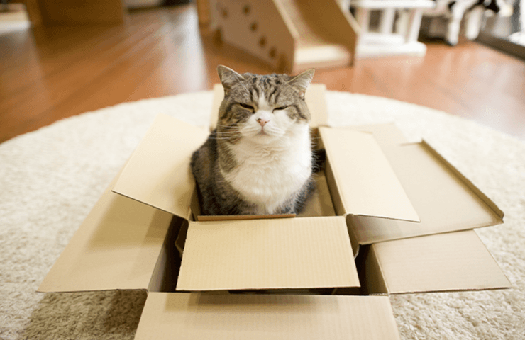 Кот Мару, рекордсмен