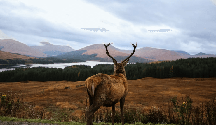 Гленко в Шотландії