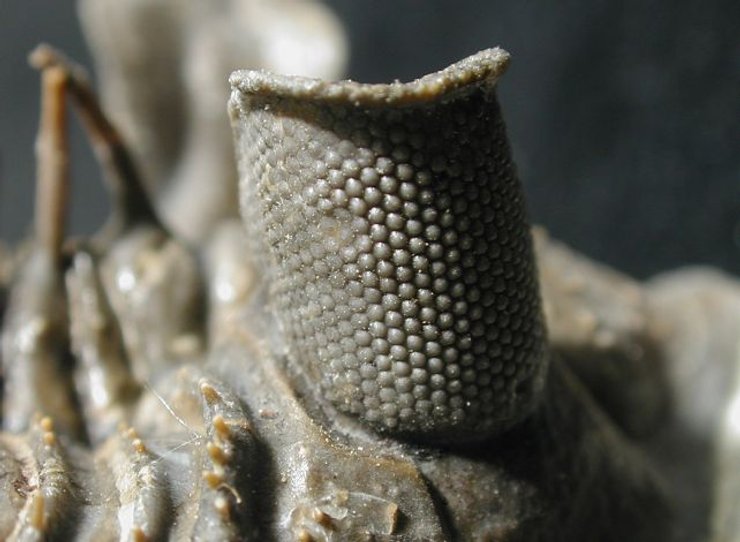 зір трилобітів, кальцитові очі, складні очі, давні очні структури, скам'янілі лінзи, шизохроальні очі, древні тварини, палеонтологія, дослідження, ранні зорові механізми, сприйняття трилобітів