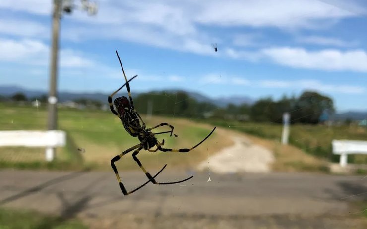Немає нічого незвичайного в тому, що павуки-дзеро плетуть свої мережі поряд із лініями електропередач
