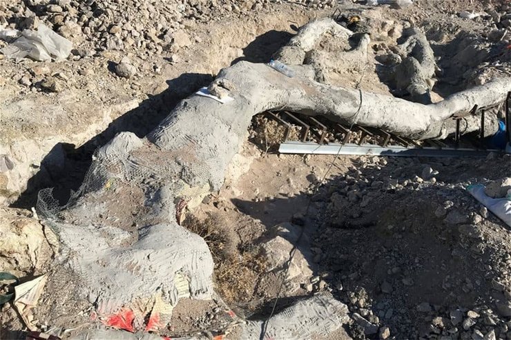 окаменелое дерево, лесбос