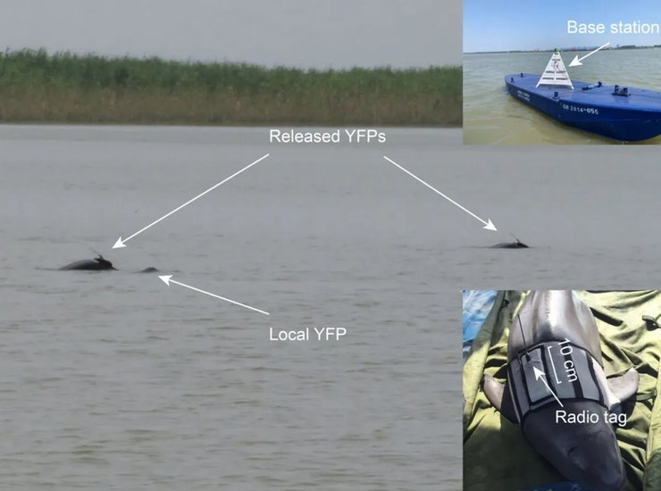 морская свинья