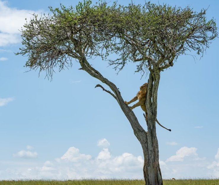 лев, заповедник, дерево