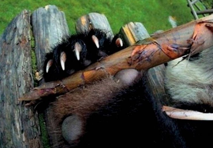 Панда, лапа, шестой палец