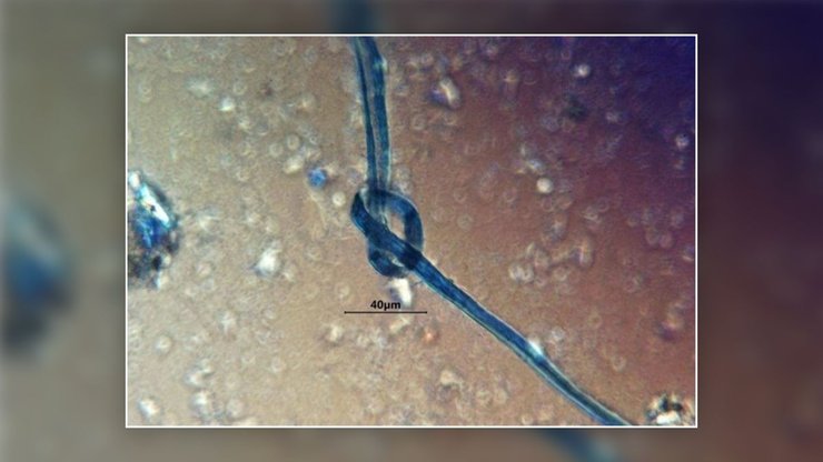 синее волокно, микроскоп, фото