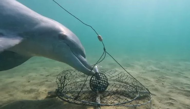 дельфін наживка