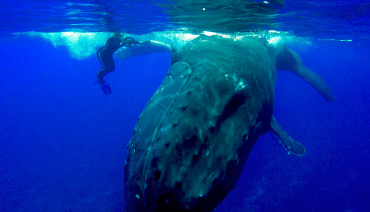 Кит спас женщину от акулы, кит, акула, нападение акулы, кит спас от акулы, морской биолог, кит защитил женщину