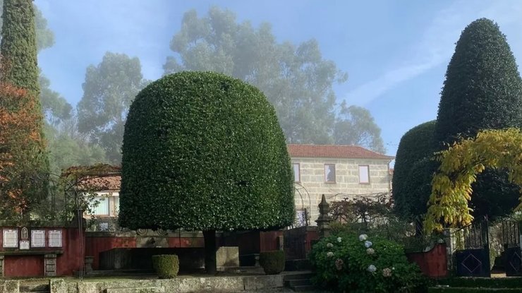 камелия португалия