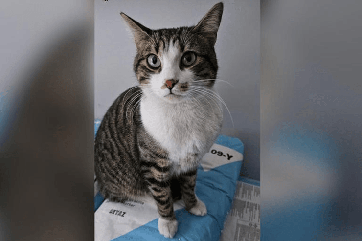 кошка розыск