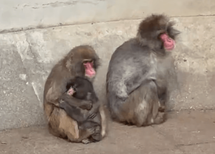 Стая принимает Панча