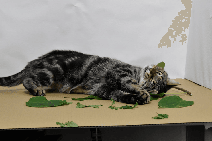 кіт, рослина, фото