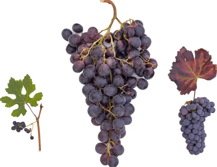 окультуривание, эволюция, виноград, виноградная лоза, геном, исследование, пропавший вид, международная команда, история, растение