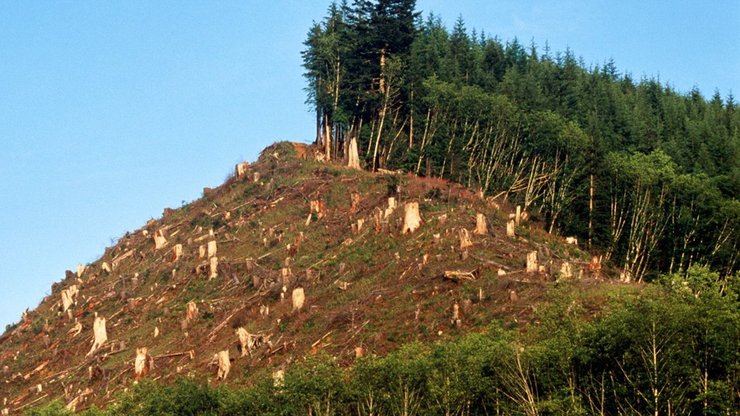 лысые Карпаты, горы, незаконная вырубка, потоп на Западной Украине, фото