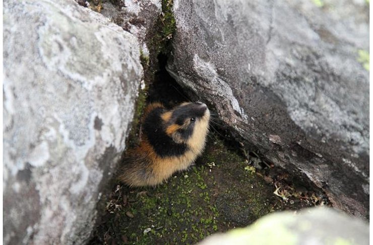 норвежский лемминг в естественной среде обитания