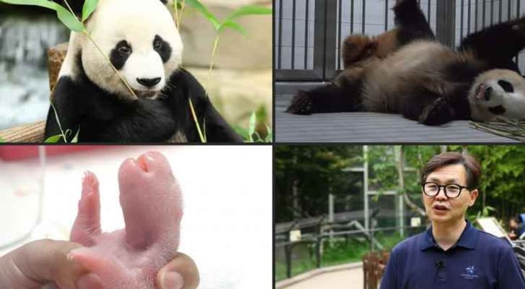 Народження панд близнюків, панда, близнюки, дитинчата панди, зоопарк, парк, природа, тварини,