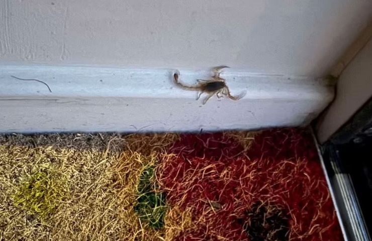 Пейдж Ейтчісон з Вокінгема, Велика Британія, скорпіон, плазуни, знахідка вдома, цікаві історії, курйози