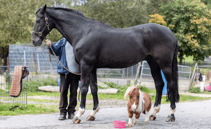 Пони, Германи, мировой рекорд, лошадь, Книга рекордов Гиннеса