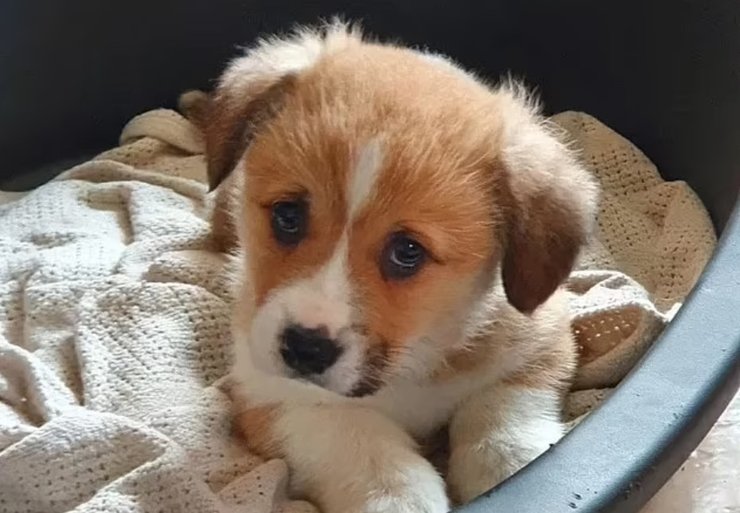 Фергюс, дорги