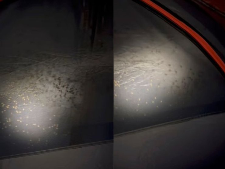 Пауки напали на туристов, длинноногие пауки, насекомые, длинноногие насекомые, паук, спальный мешок, облепили палатку, напали на туристов