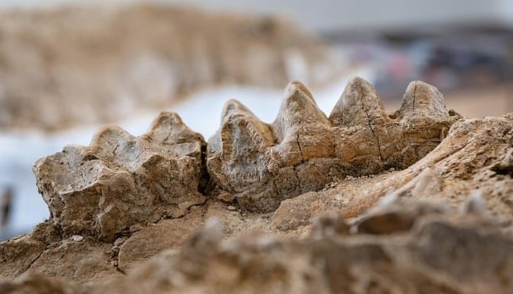 Зубы мастодонта