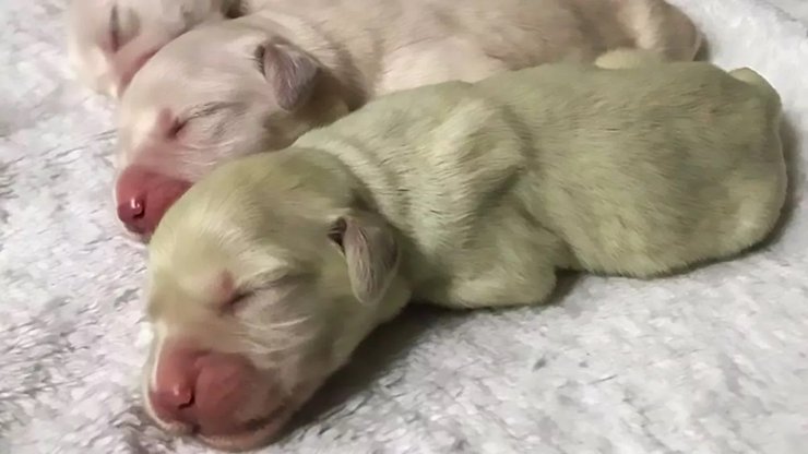 зеленый щенок, зеленый щенок мохито