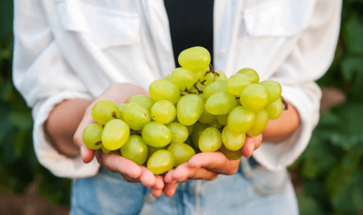 Белый виноград Виноград, в чем польза