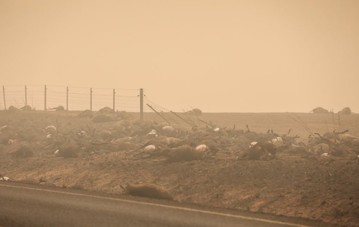 пожары в Австралии, животные в Австралии