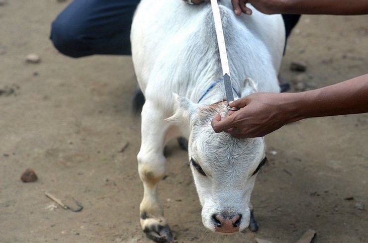 Сама маленька корова в світі