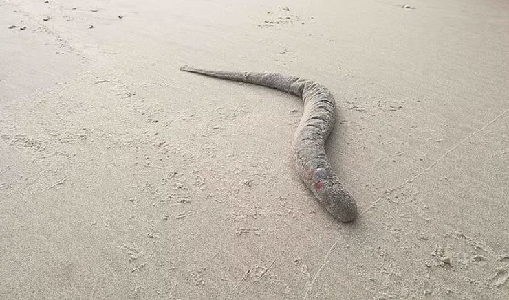 пляж минога червь