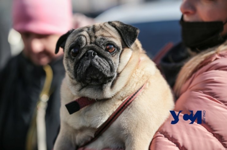 мітинг, Одеса, жорстоке поводження з тваринами