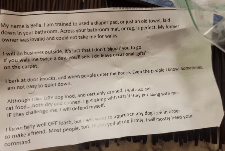 Пара молодых людей нашла возле паркинга собаку с запиской, о чем там шла речь, все подробности, животные