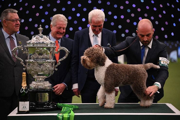 лаготто романьоло, выставка собак, собака, редкая порода собак