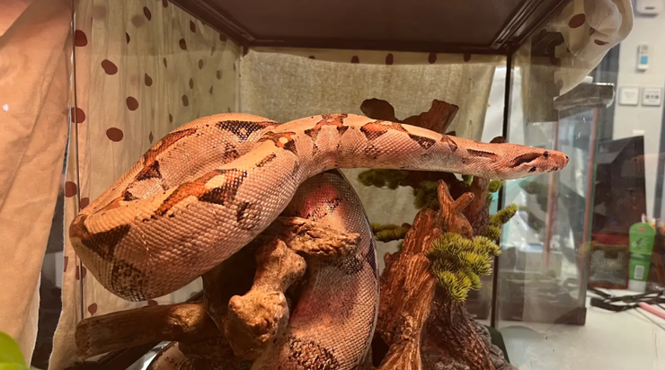 Удав біля воріт, змія хотіла заповзти у квартиру, Сем Салліван з Нью-Йорка, курйози, цікаві новини, приколи, фото, США