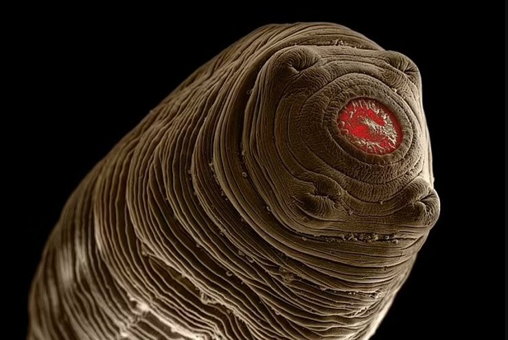 макро черв'як паразит