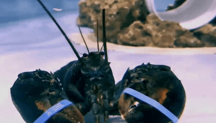 Редкий синий омар, редкое животное, спасли редкое животное, братья спасли омара, дети спасли лобстера, синий лобстер, необычный окрас